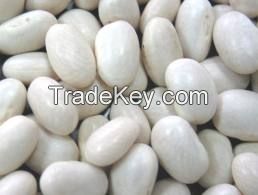 WHITE KIDNEY BEANS FOR SALE