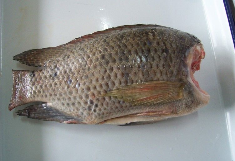 Tilapia