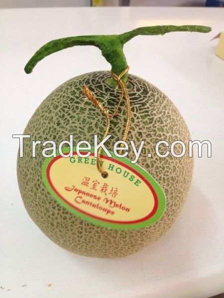 Cantaloupe Melon