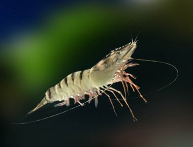 Oryza Shrimp Feed