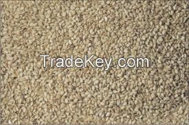 Hulled sesame seeds washed hulled sesame seeds