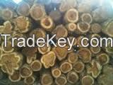 Mahogany logs