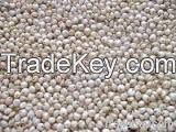 2014 crop high quality red sorghum on sale