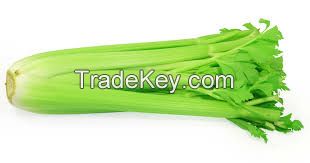 Frozen Celery For International Market