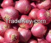 Fresh Onions