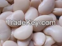 Fresh White Butter Beans For Sell