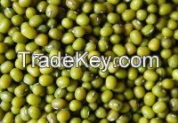 green mung bean