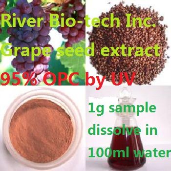 Natural Grape seed extract OPC 95%