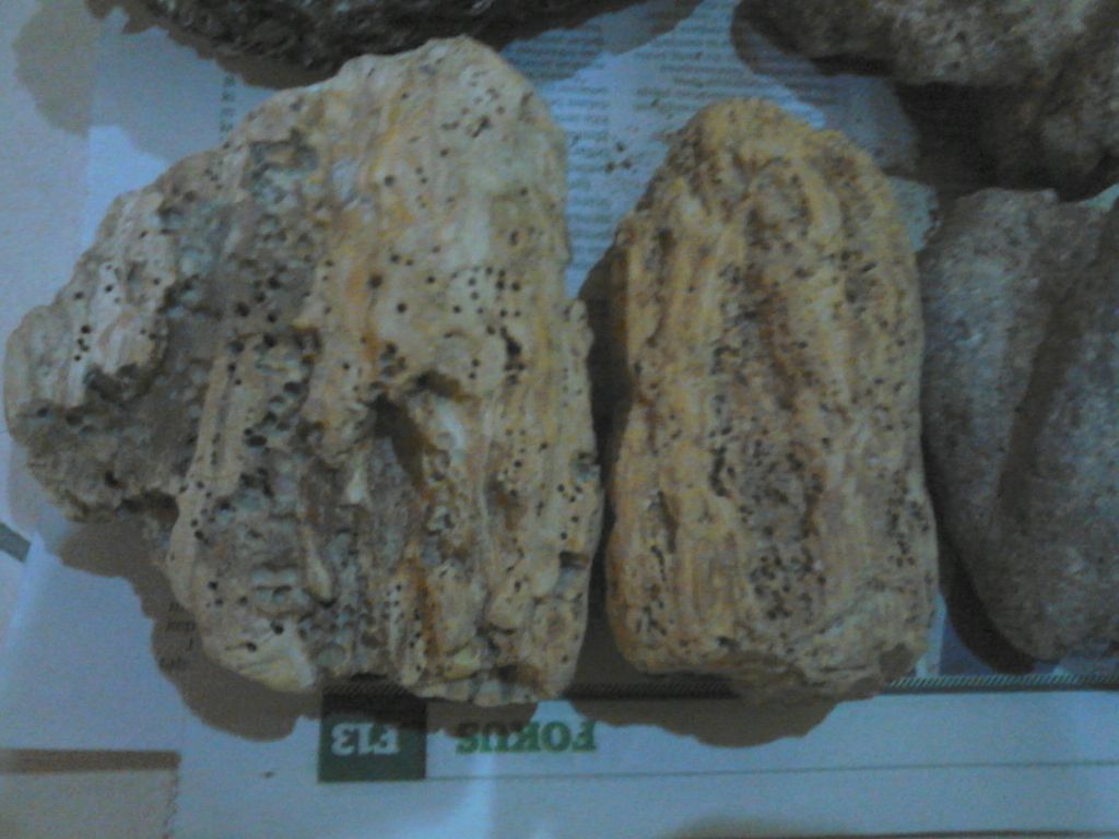 Ambergris,Anbar,whale vomit