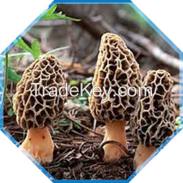 Morel Mushrooms - Gucchi - Fresh Morchella