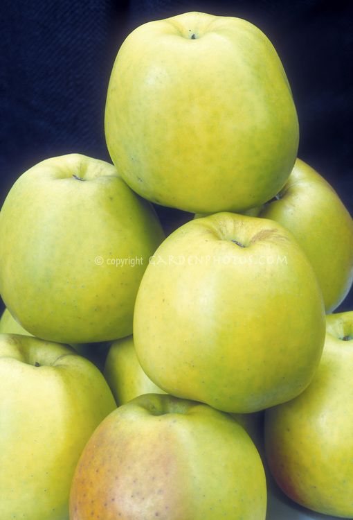 Fresh Golden Apple Delicious