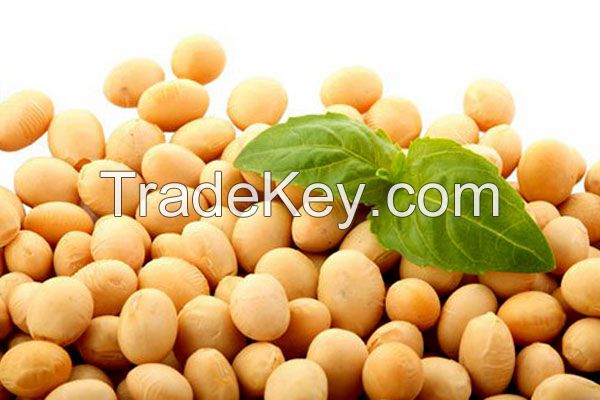 Soybean (Glycine Willd)