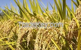 Phytoceramides extracted from Rice
