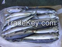 HERRING