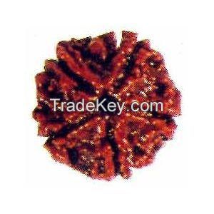 rudraksha