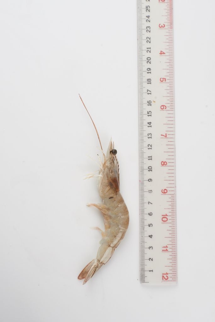 Frozen Black Tiger Shrimp