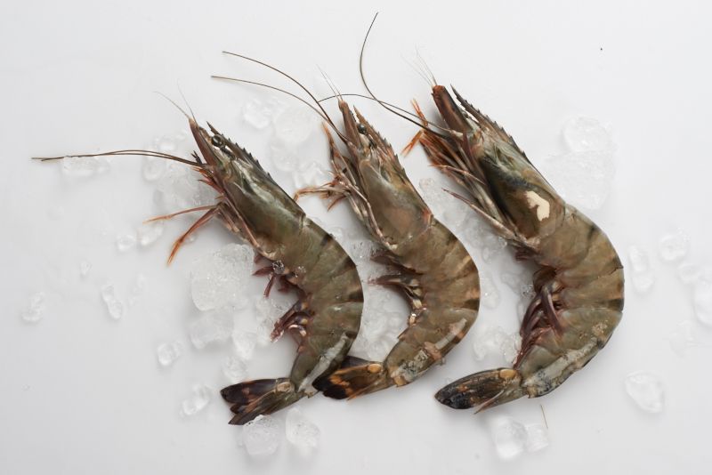 Frozen Black Tiger Shrimp