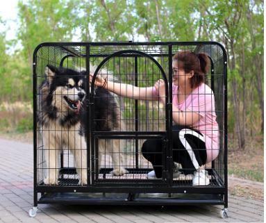 pets crate with caster