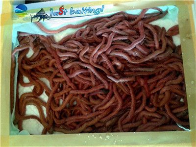 lugworm, ragworm, worm bait, worm lure, sandworm