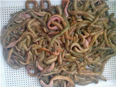 marine worm, marine bait, marine lure