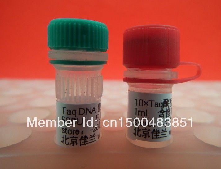 Taq DNA Polymerase