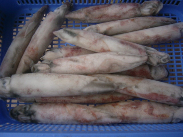 Frozen Squid whole round