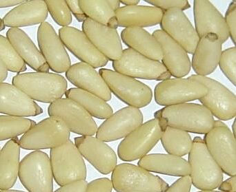 Pine nuts kernels
