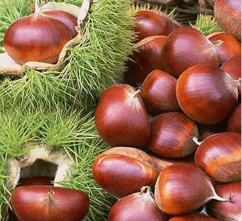 Chestnuts