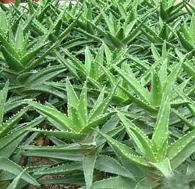 Aloe Vera P.E