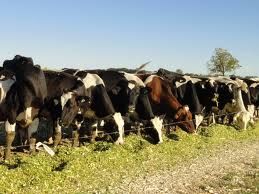 corn silage for dairy cows