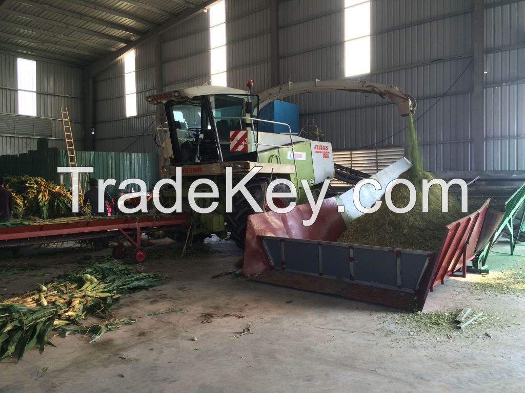 corn silage for cattle