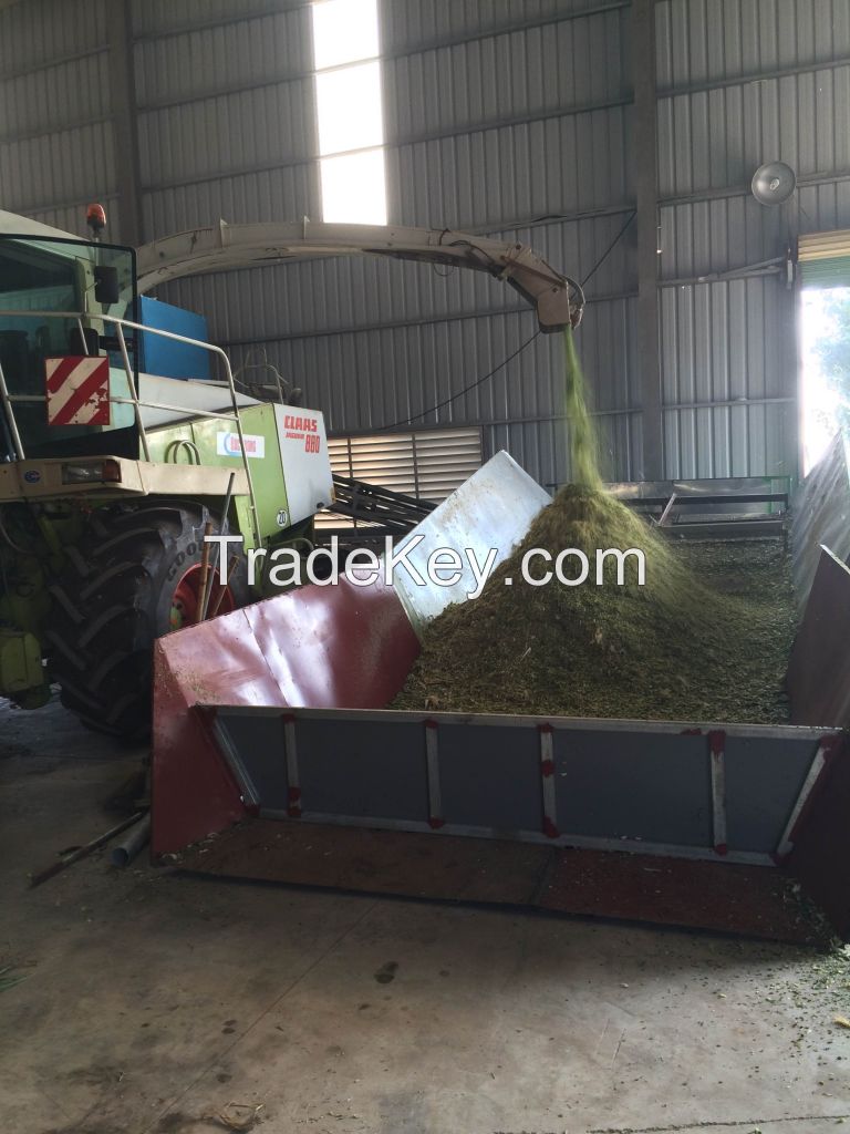 corn silage for dairy cows