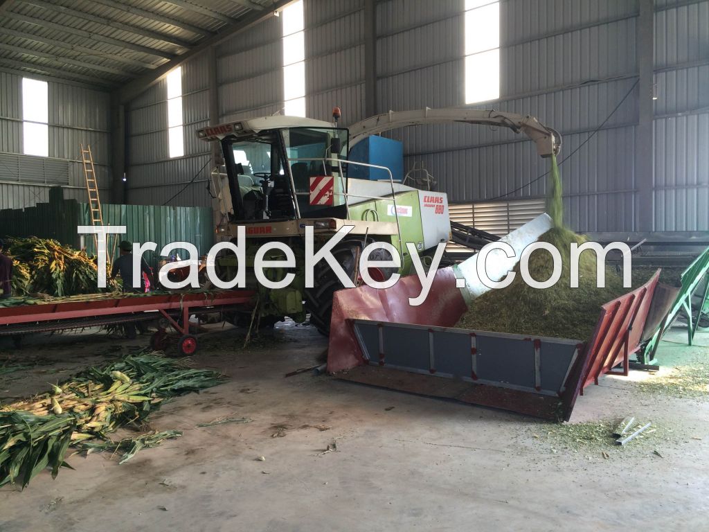 corn silage for dairy cows