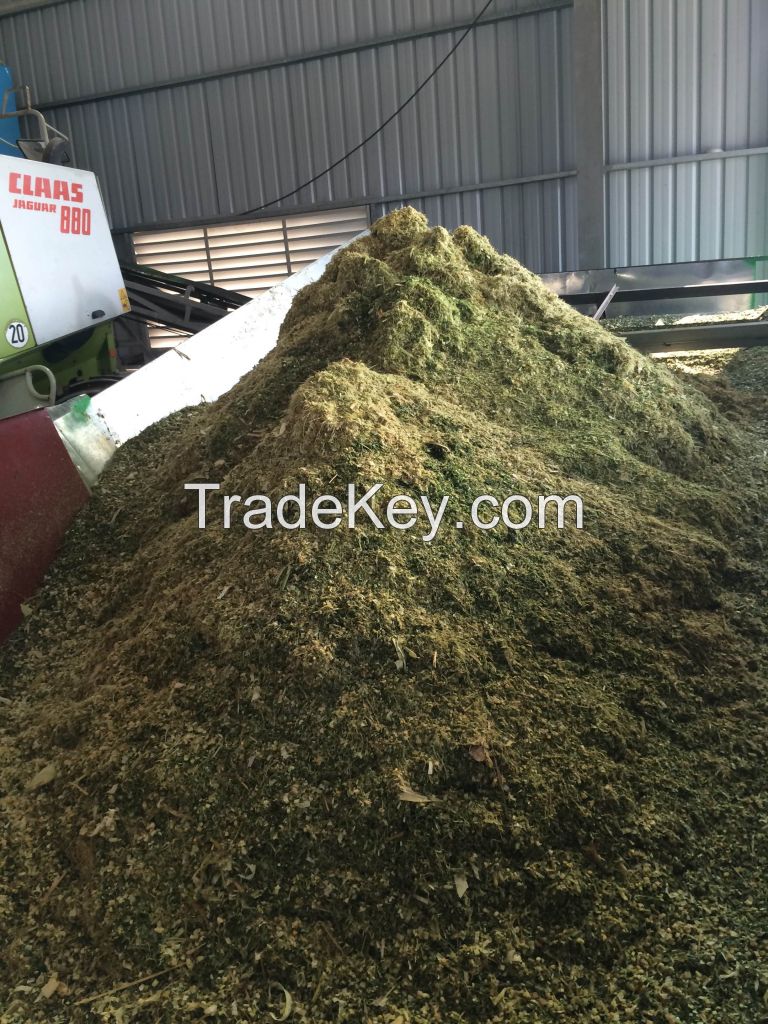 corn silage for dairy cows