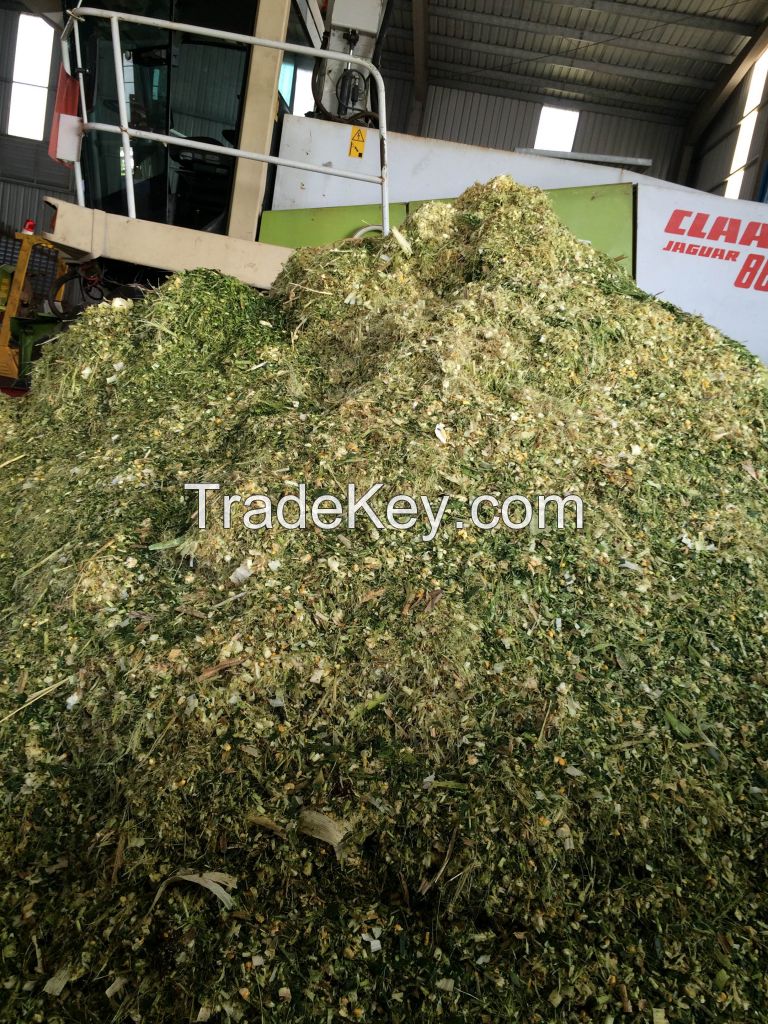 corn silage