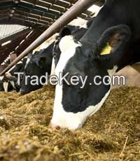 CORN SILAGE (mixed fiber feeds for bovine)