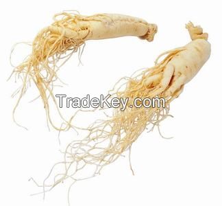 Ginseng extract Ginsenosides10% by UV