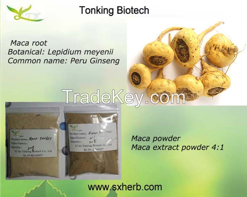 Natural maca root powder, maca extract 4:1