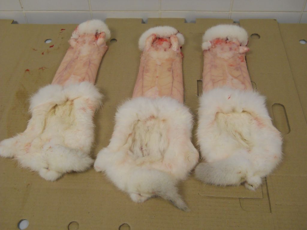 Frozen rabbit fur skins