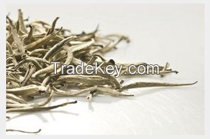 Silver Tip White Tea