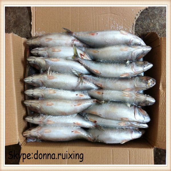 Frozen Pacific Mackerel(scomber Japonicus) whole round in high quality for bait or market