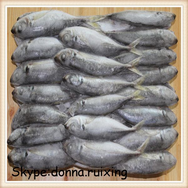 Frozen horse mackerel(Trachurus Japonicus) W/R for human use