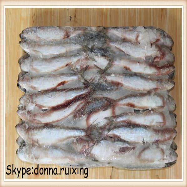 Frozen sardine fish(sardinella longiceps) W/R for canned mill
