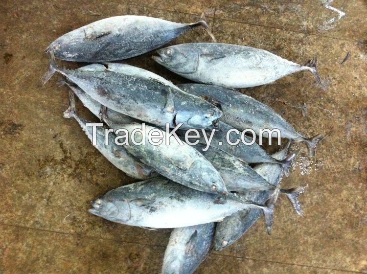 Frozen bonito tuna bonito fish wholesale