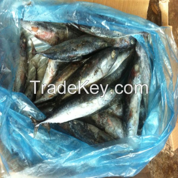 whole round frozen frigate tuna auxis thazard for market