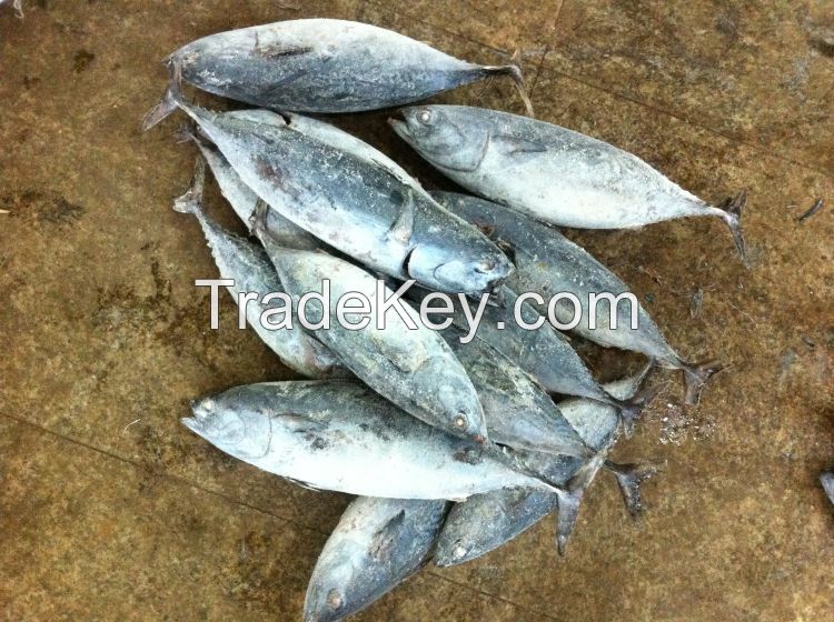 Frozen bonito tuna bonito fish wholesale