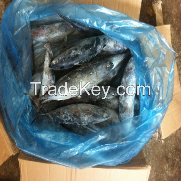 whole round frozen frigate tuna auxis thazard for market
