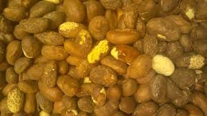 bitter kola nut