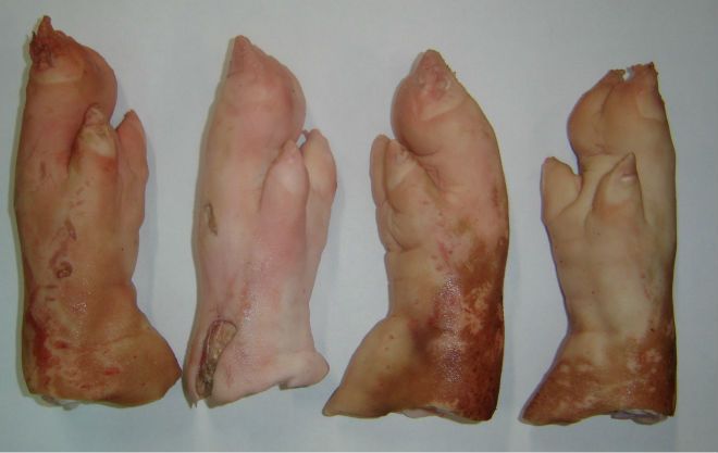 Quality frozen pork feets