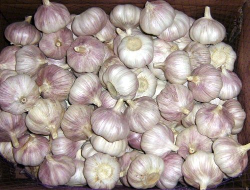 white Garlic